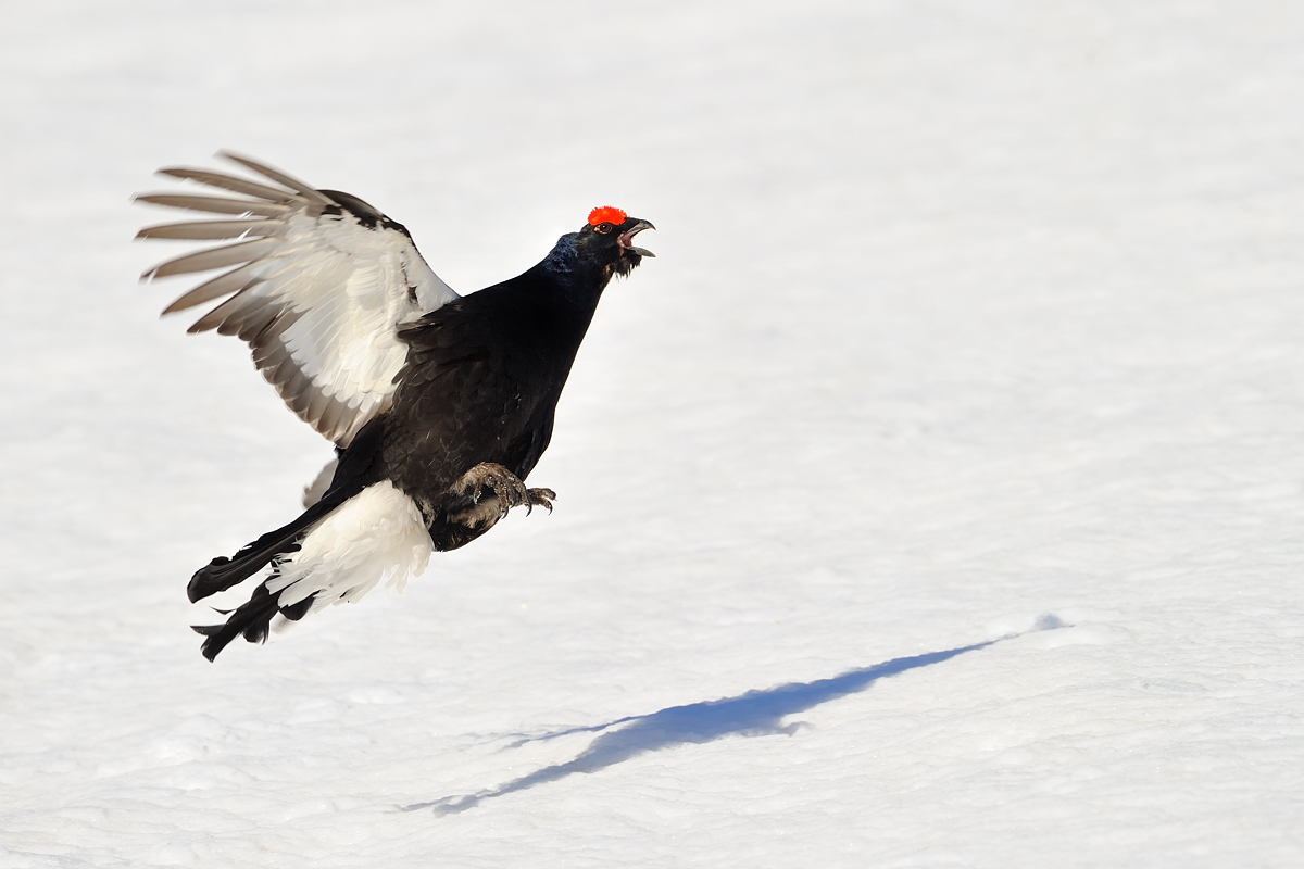The howl of the Forcello