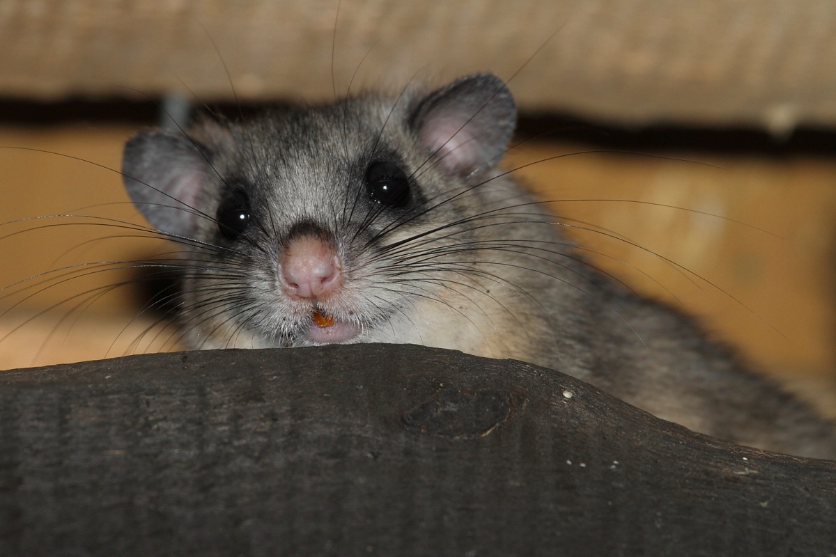 The Dormouse (Glis glis)