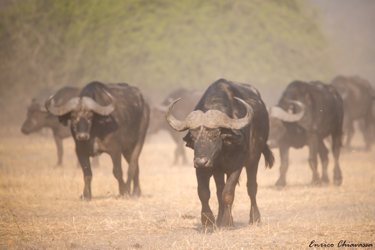 Bufali che avanzano nella polvere