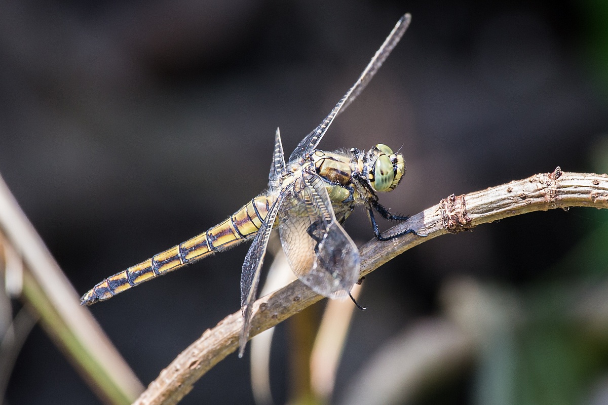 Orthetrum brunneum female