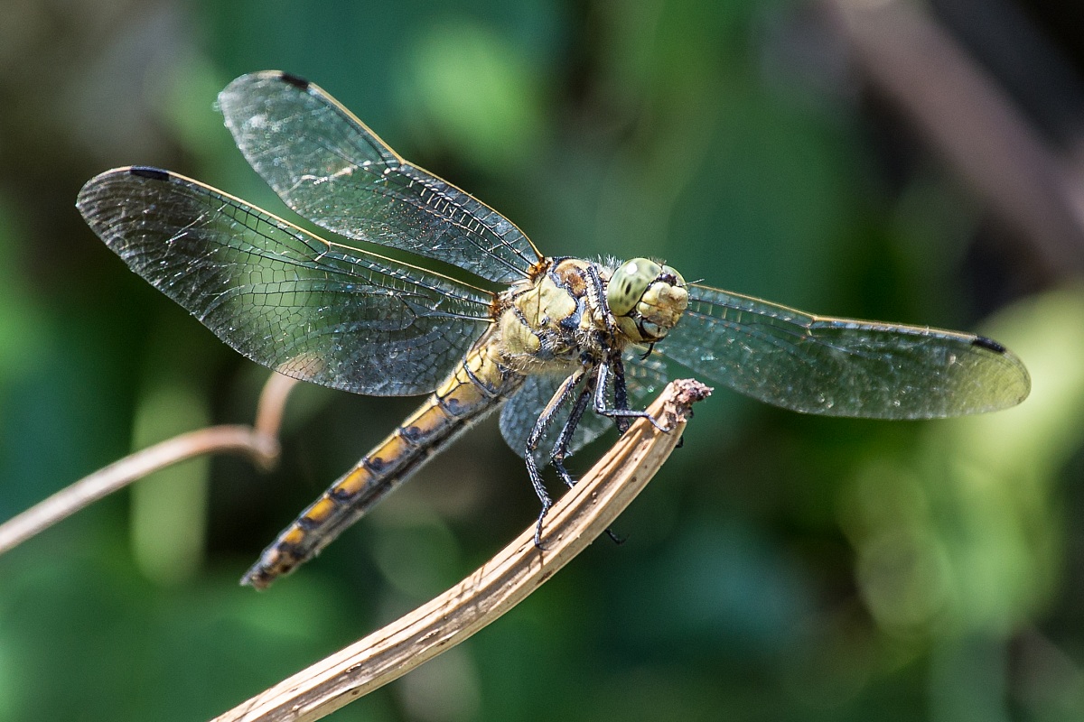 Orthetrum brunneum female