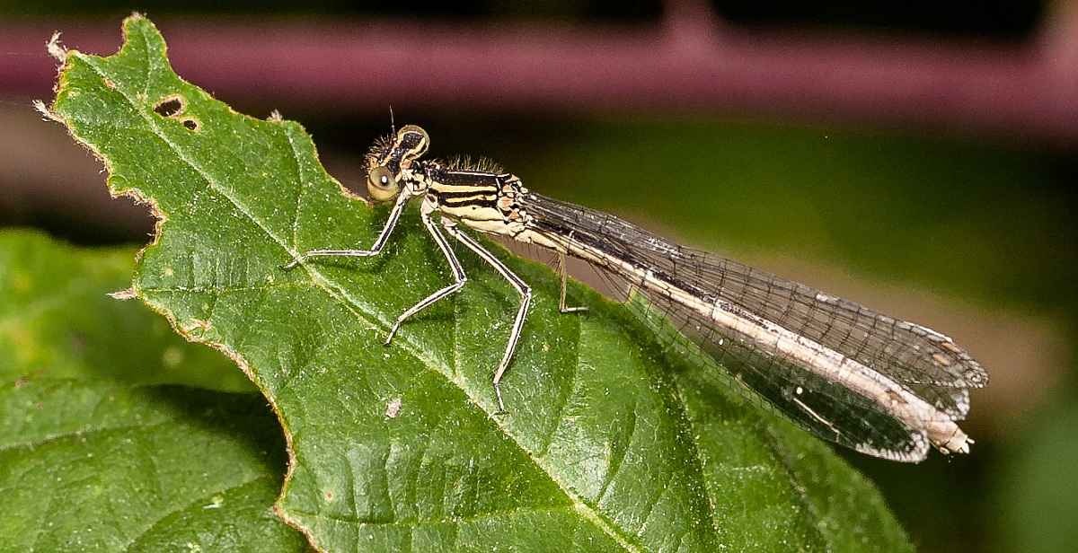 platycpennis pennipes