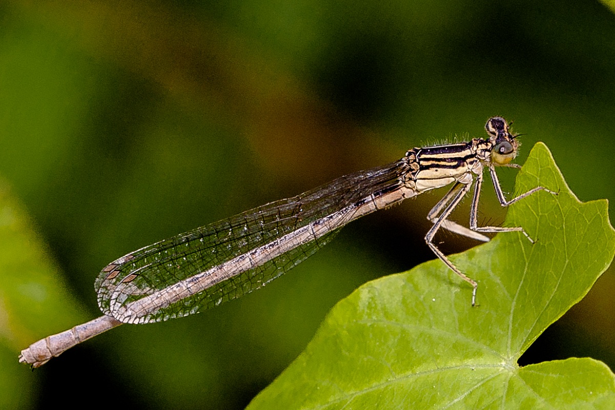 platycpennis pennipes female