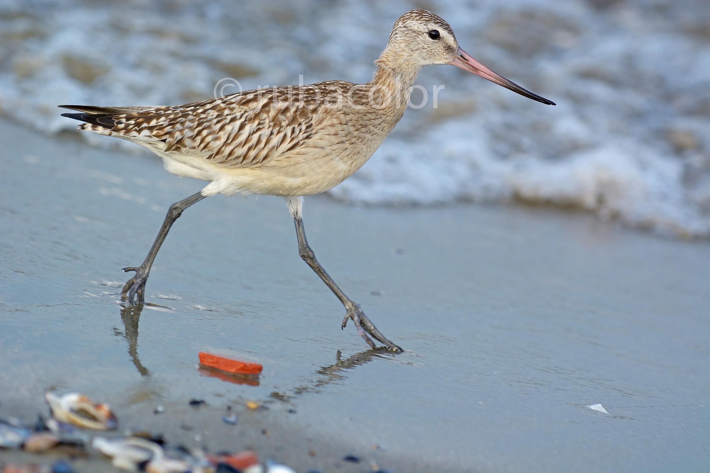 Marathon Man of the Sea