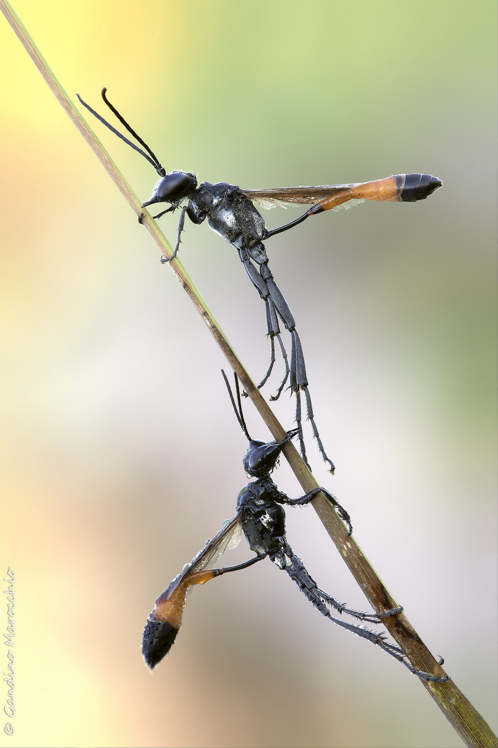 Ammophila Procera