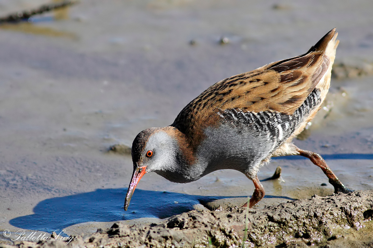 porciglione (Rallus aquaticus)