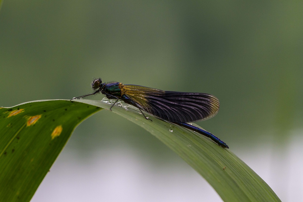 Libellula