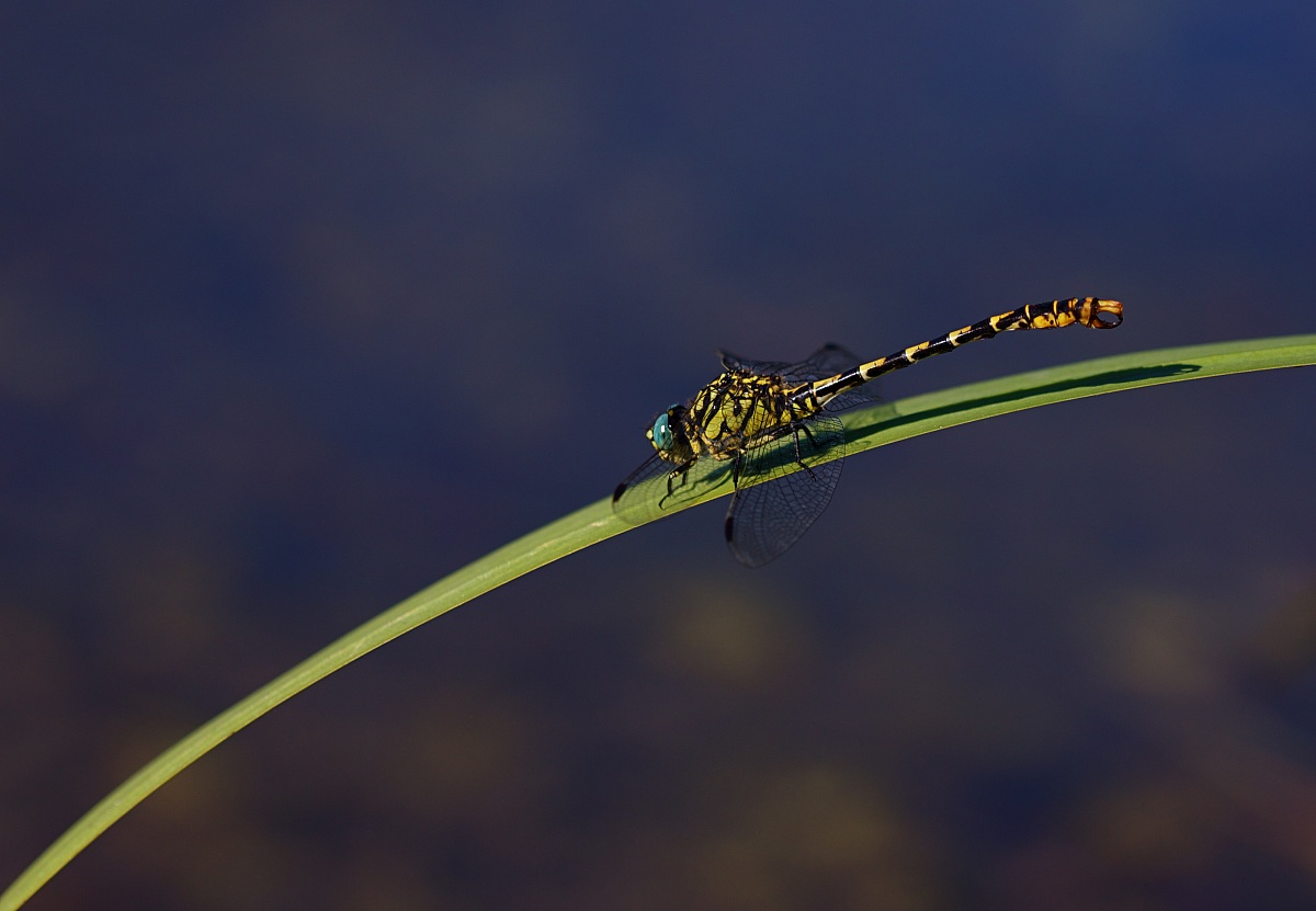 Onychogonphus forcipatus