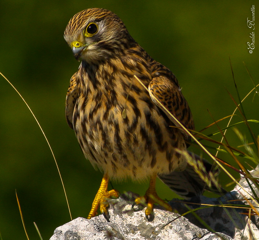 Kestrel (Falco tinnunculus)