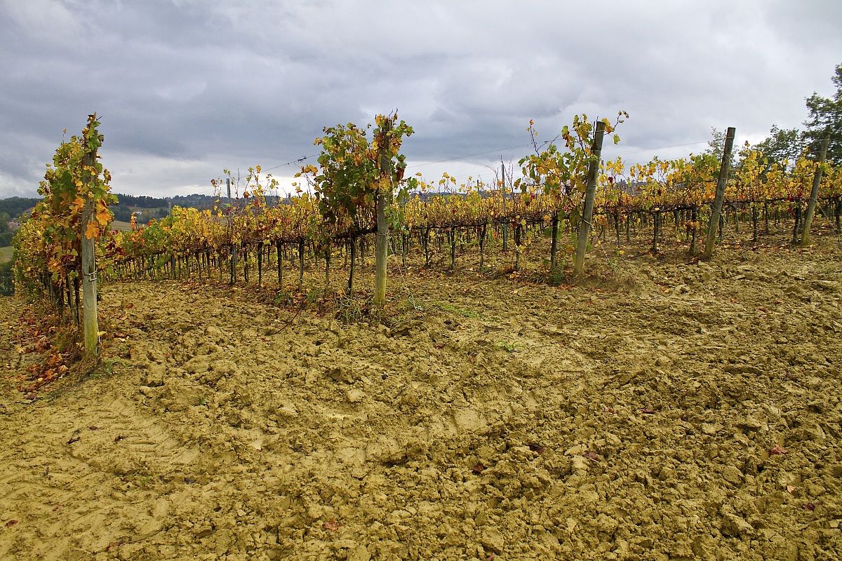 Terra di vigne