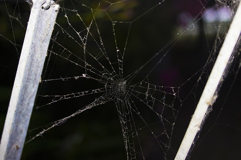 Spider-web