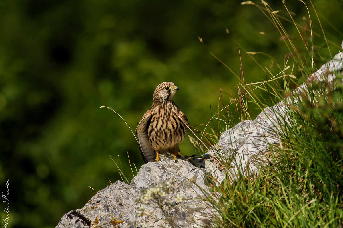 Kestrel (Falco tinnunculus)