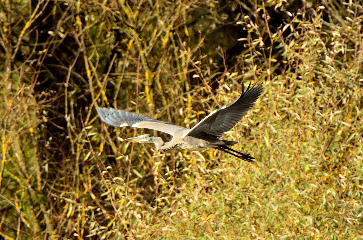 Airone cenerino in volo