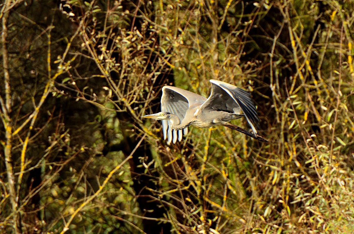Airone cenerino in volo