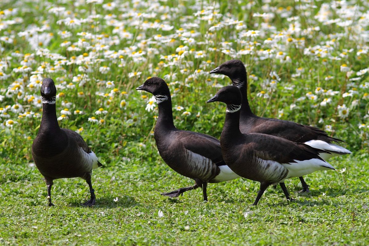 brent goose (Branta bernicla Linnaeus)