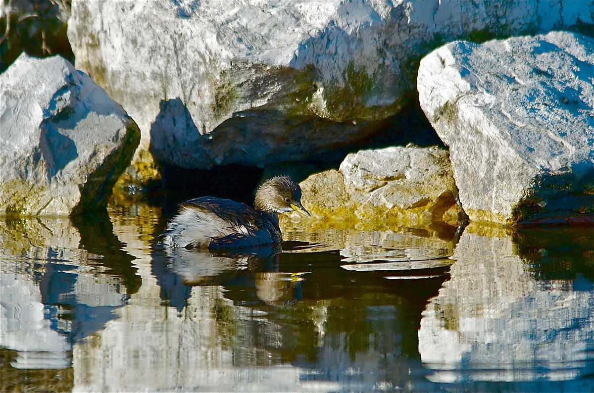 The little grebe in the cave