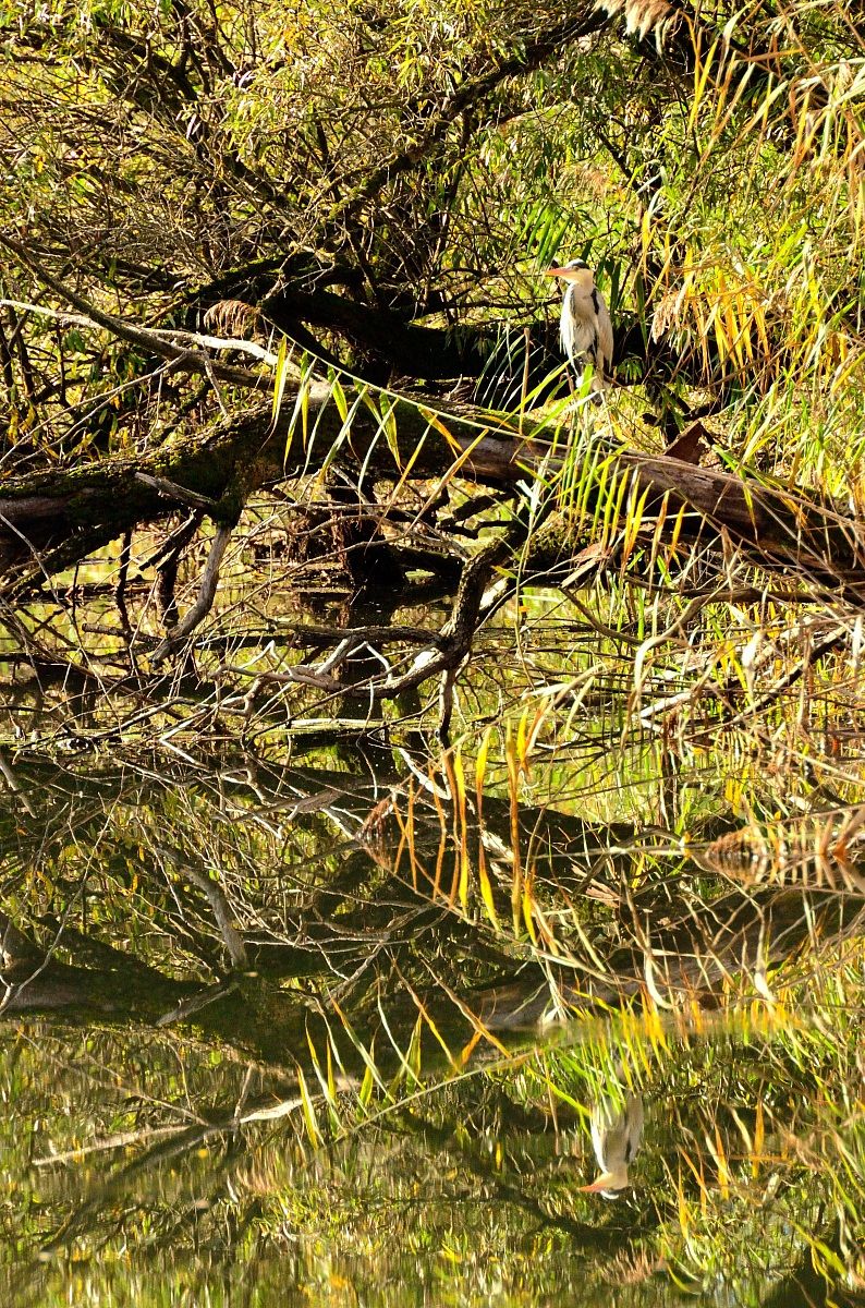 Airone cenerino riflesso