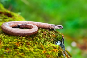 Anguis fragilis