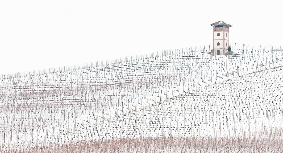 vineyard in winter