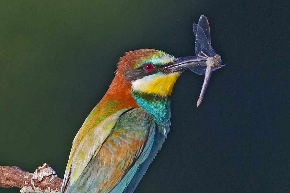 bee-eater with dragonfly