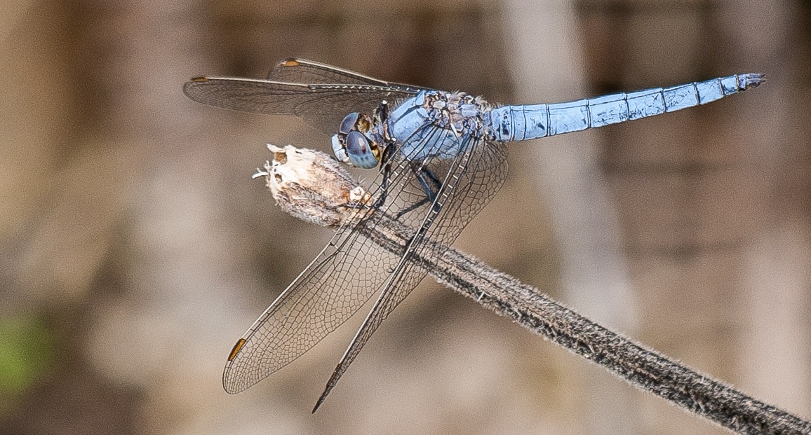 Orthetrum brunneum male