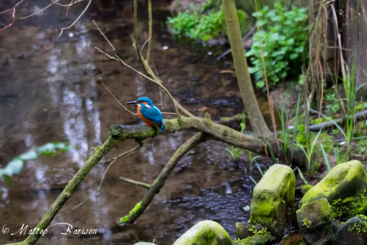 Kingfisher