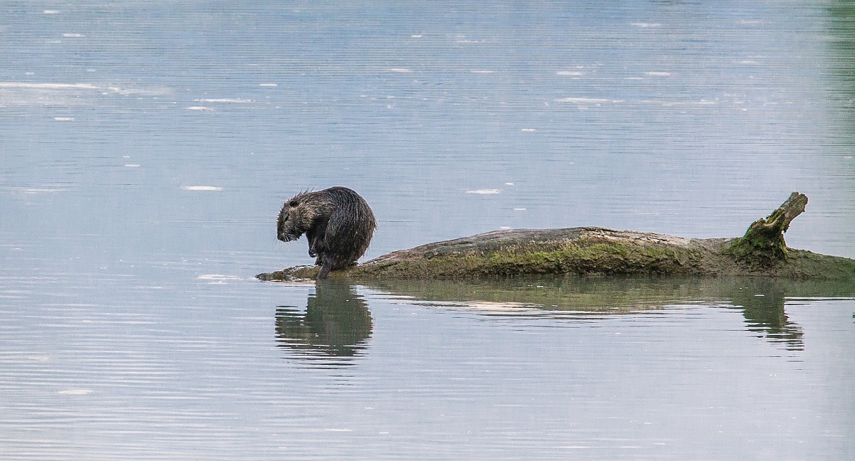 Nutria al tuffo
