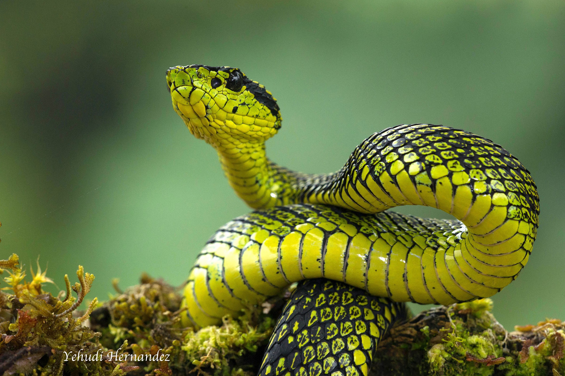 Palm Pitviper