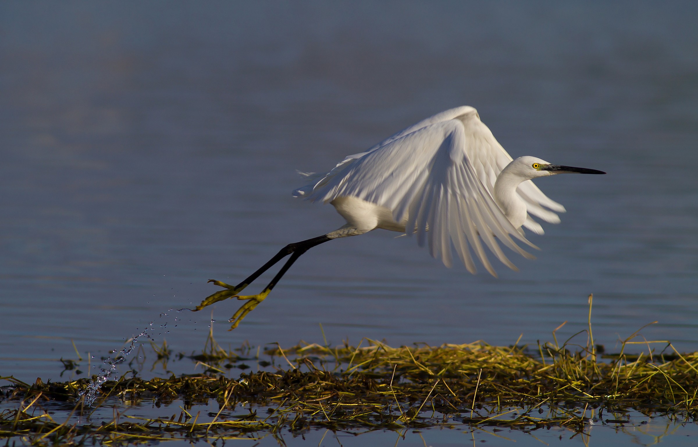 Egret