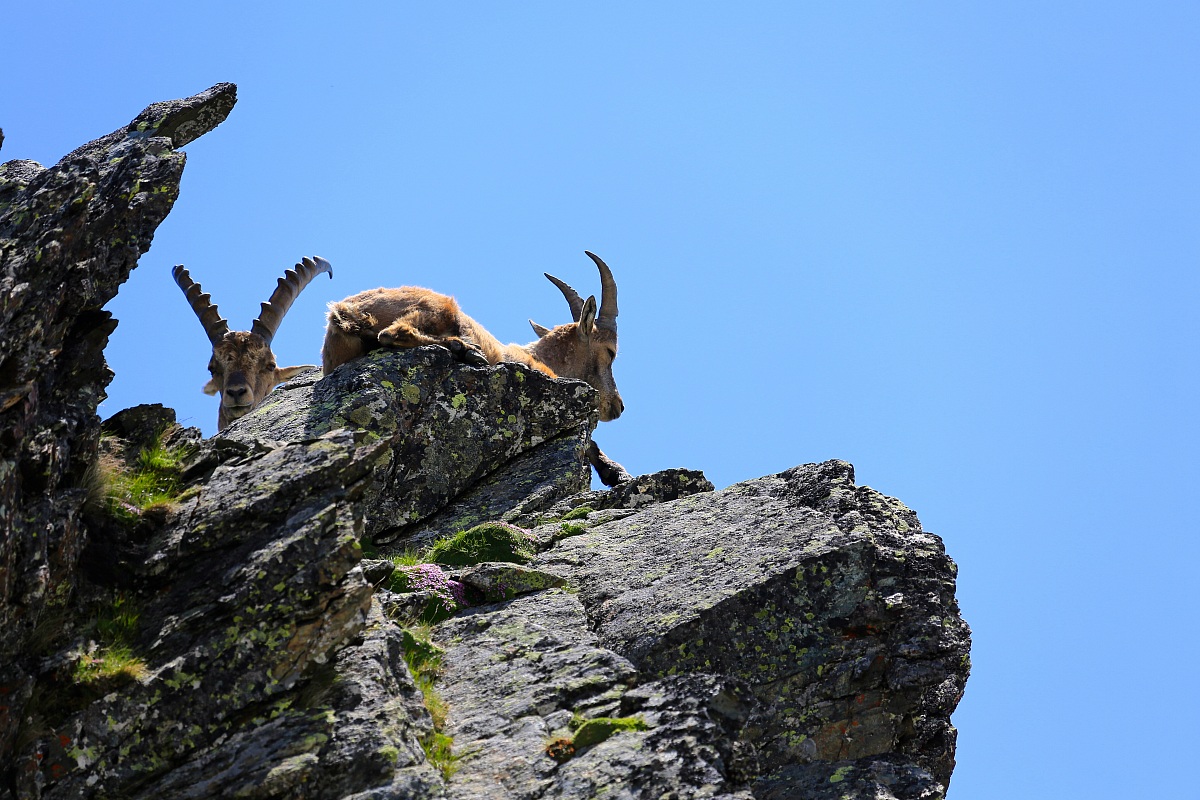 Ibex in the Gran Paradiso