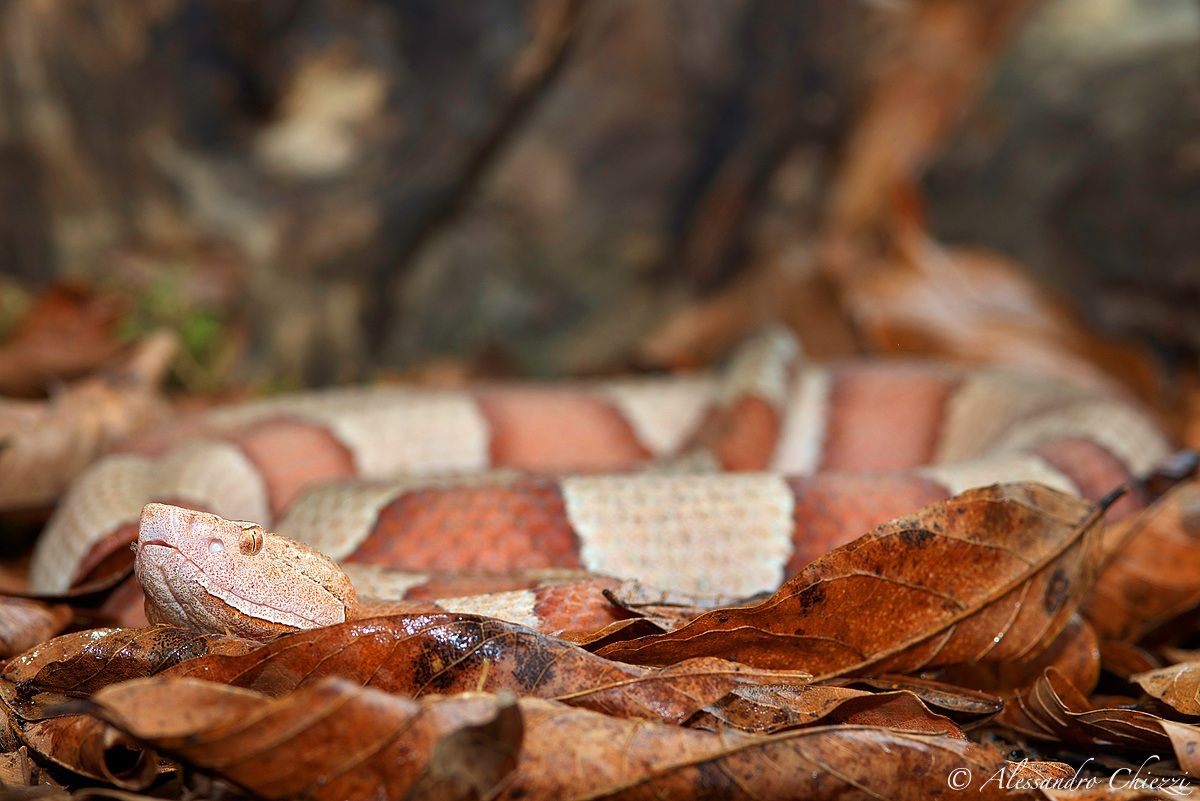 Copperhead