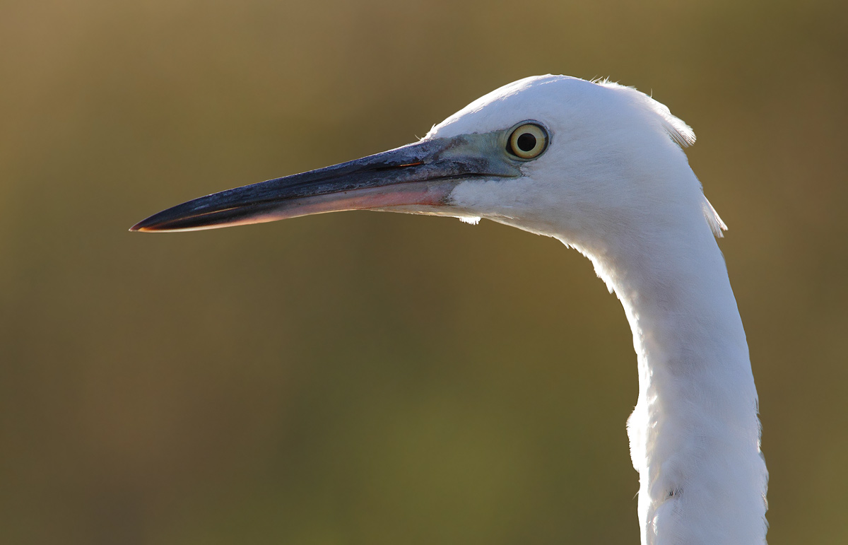 Egret-portrait