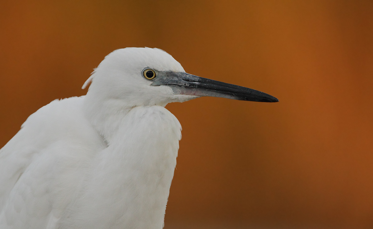 Egret-portrait