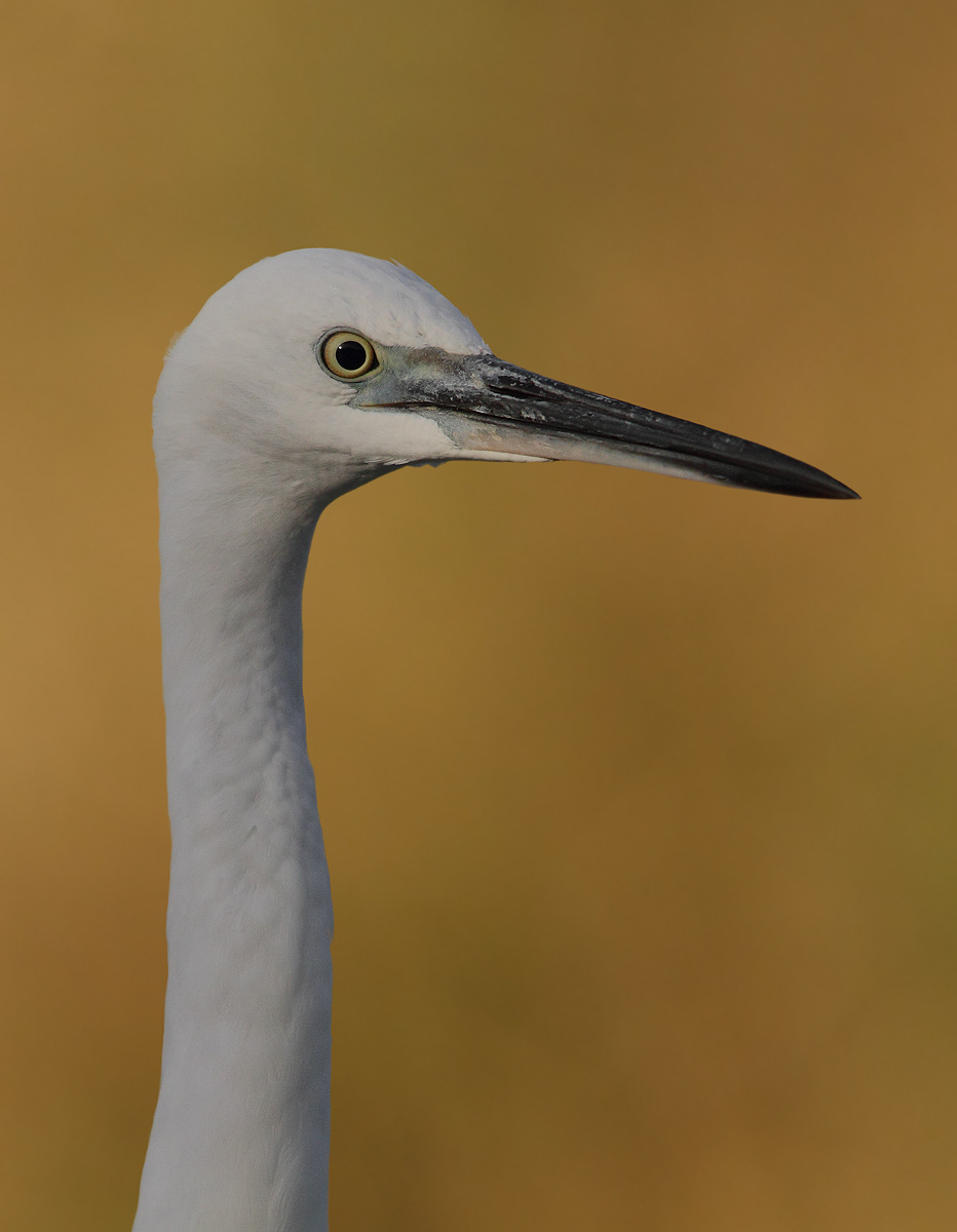 Egret-portrait