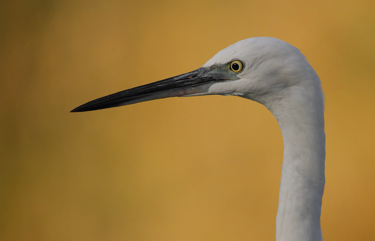 Egret-portrait