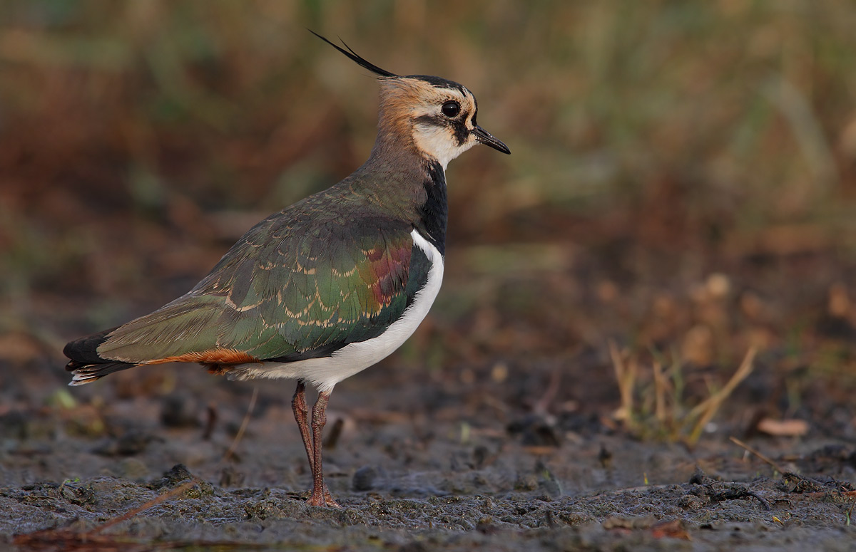 Lapwing