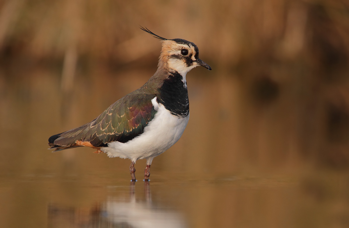 Lapwing