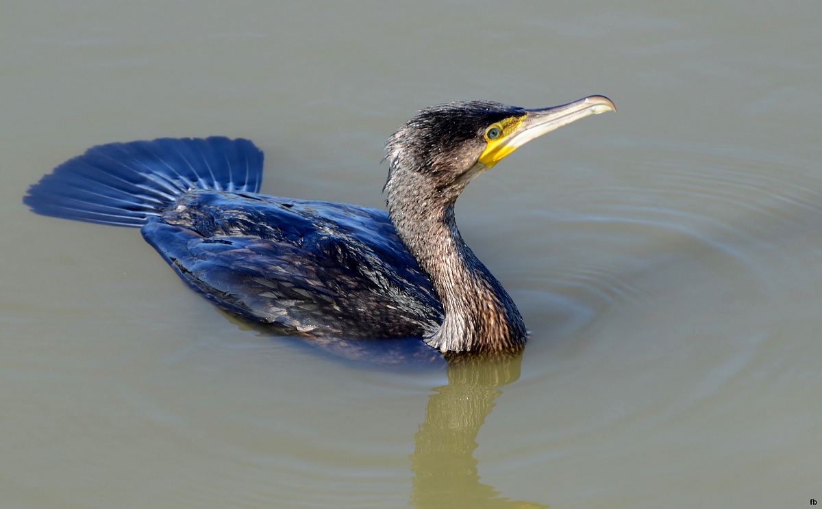 cormorano curioso