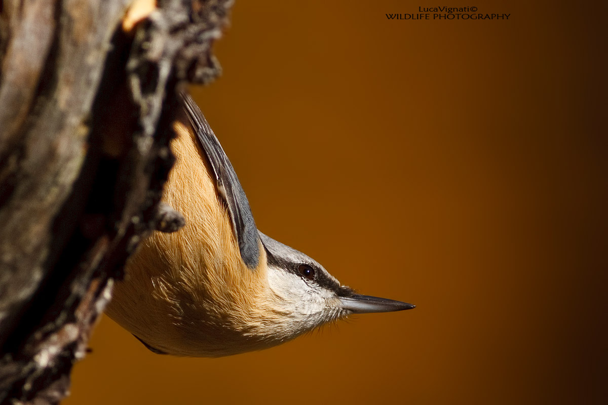 nuthatch
