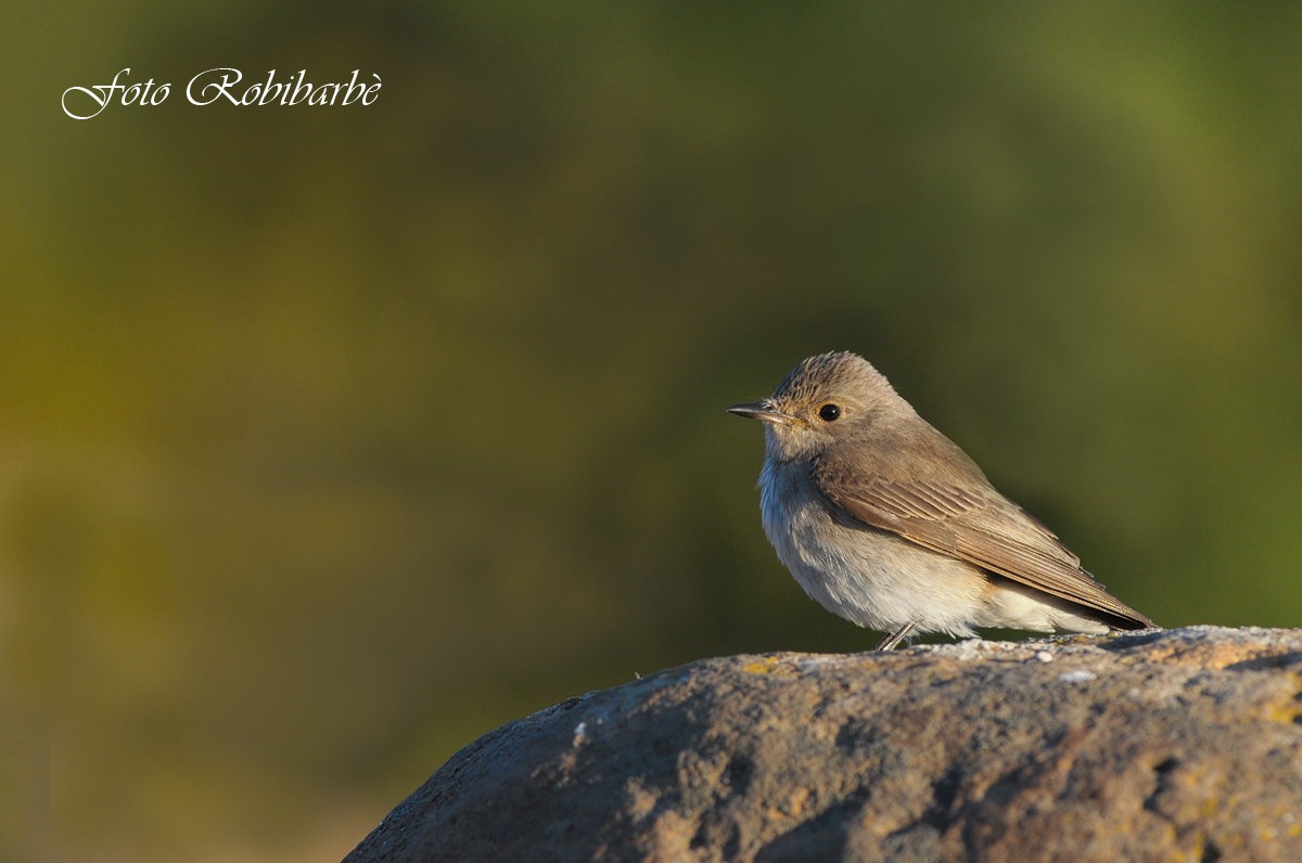 Pigliamosche ....giovane ...