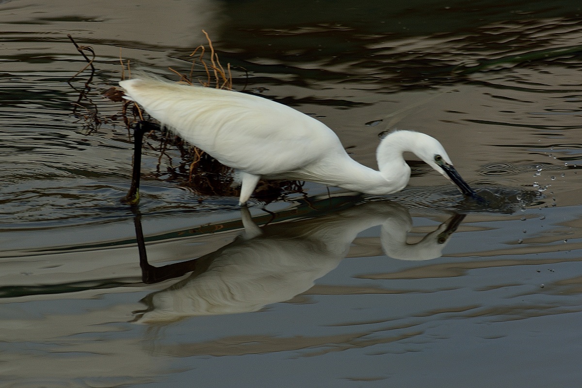 Egret in fishing