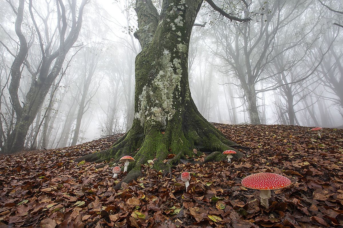 The forest of the elves