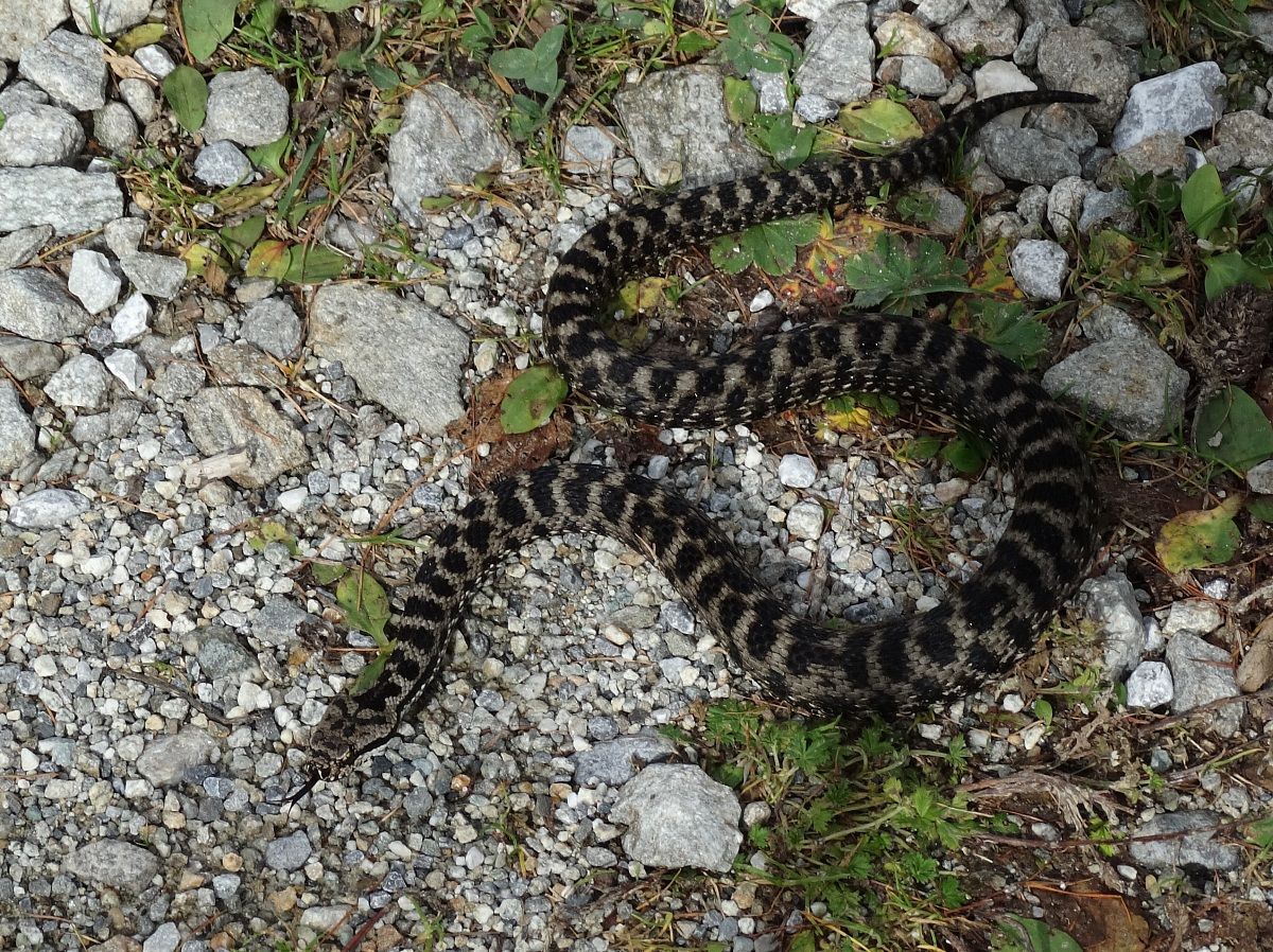 vipera Marasso o Berus