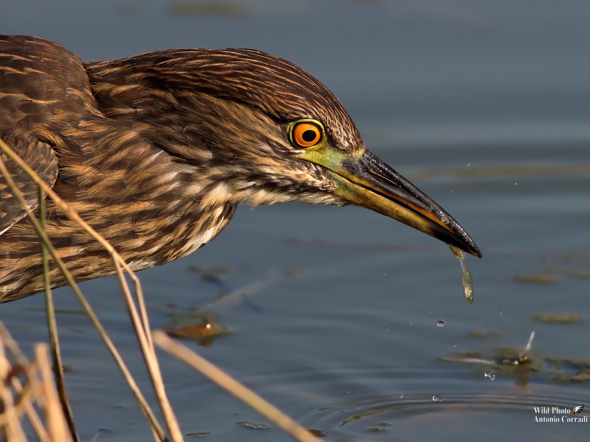 Ritratto di Nitticora