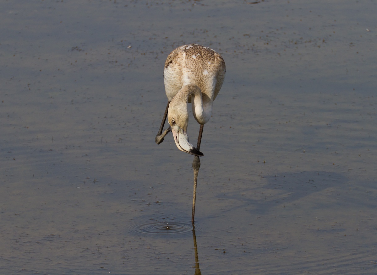 acqua nell'orecchio?