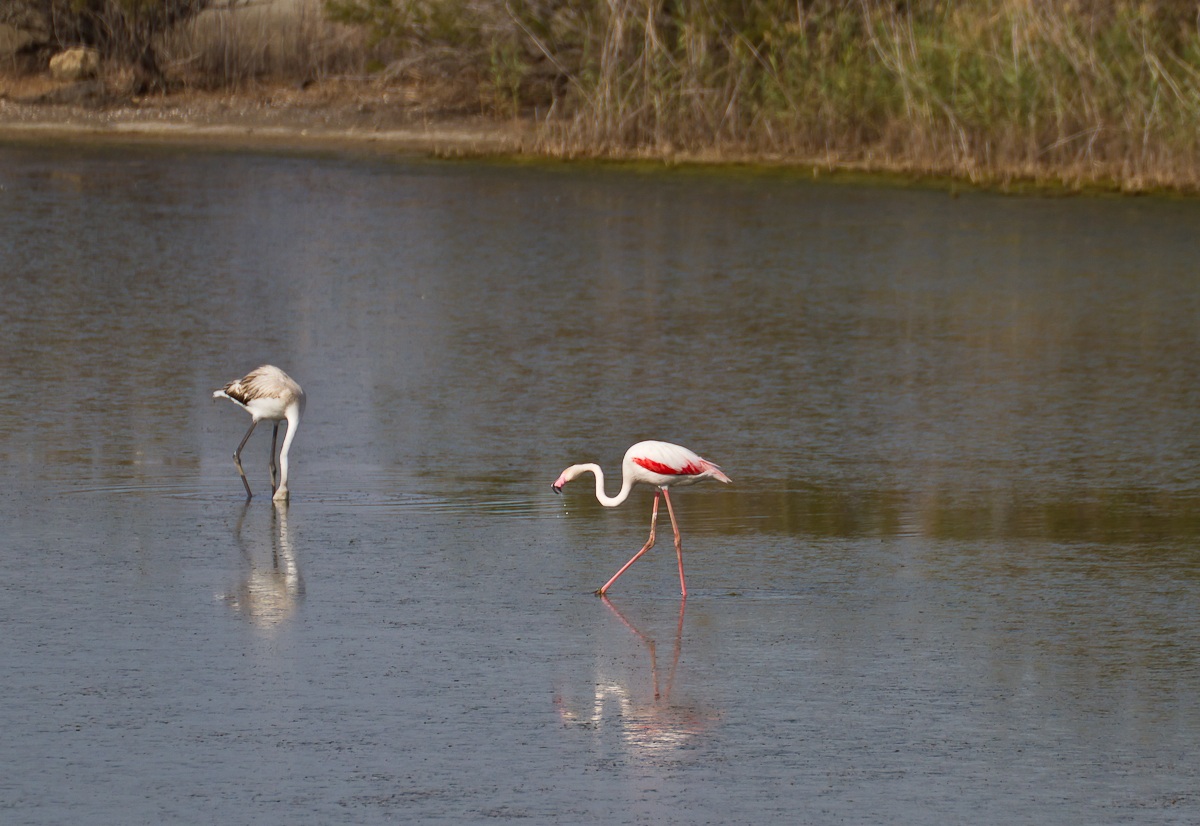 we do not have the same dress?