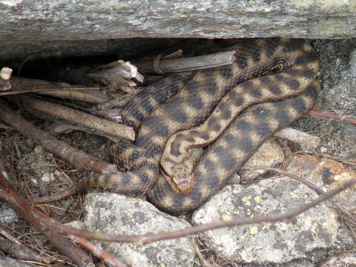 vipera Aspis