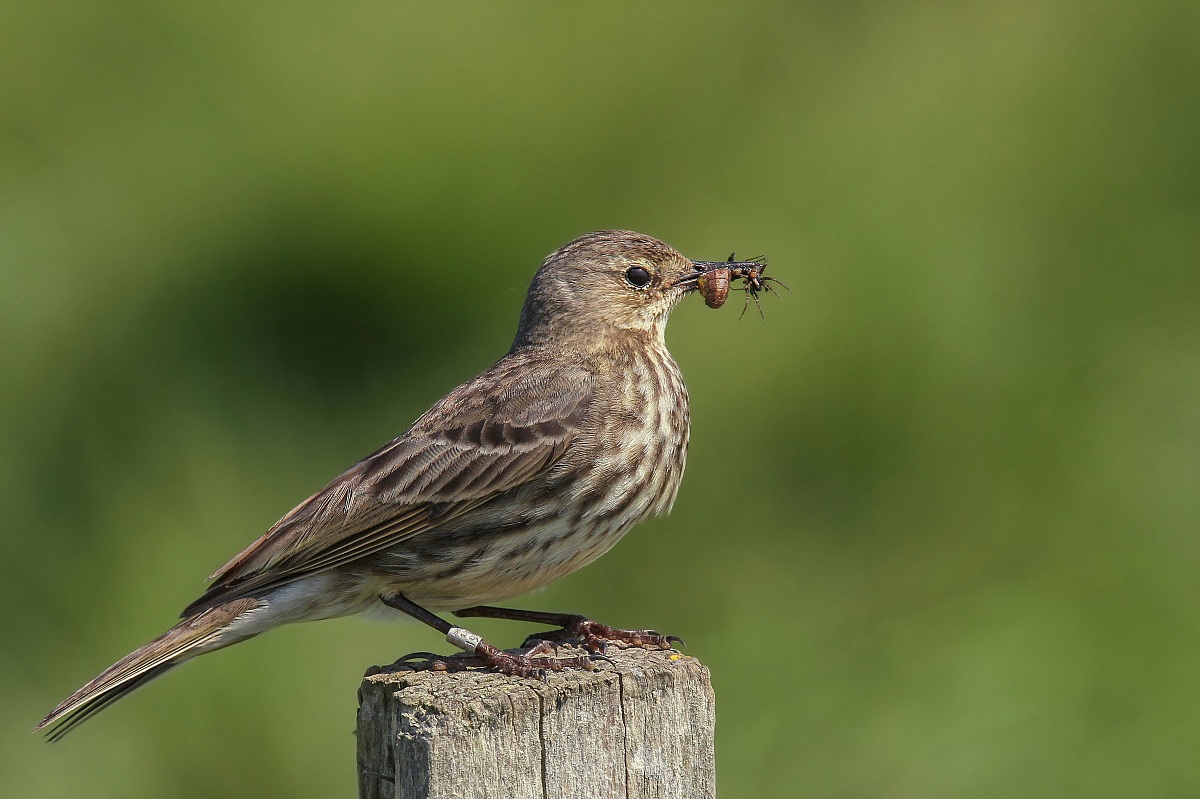 Spioncello con ragno e insetto - Water Pipit