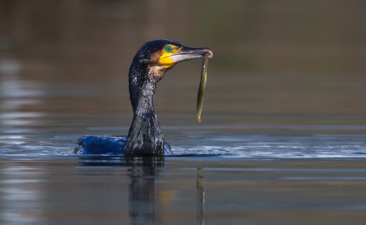 Anguilla for breakfast ... by Nello ..!