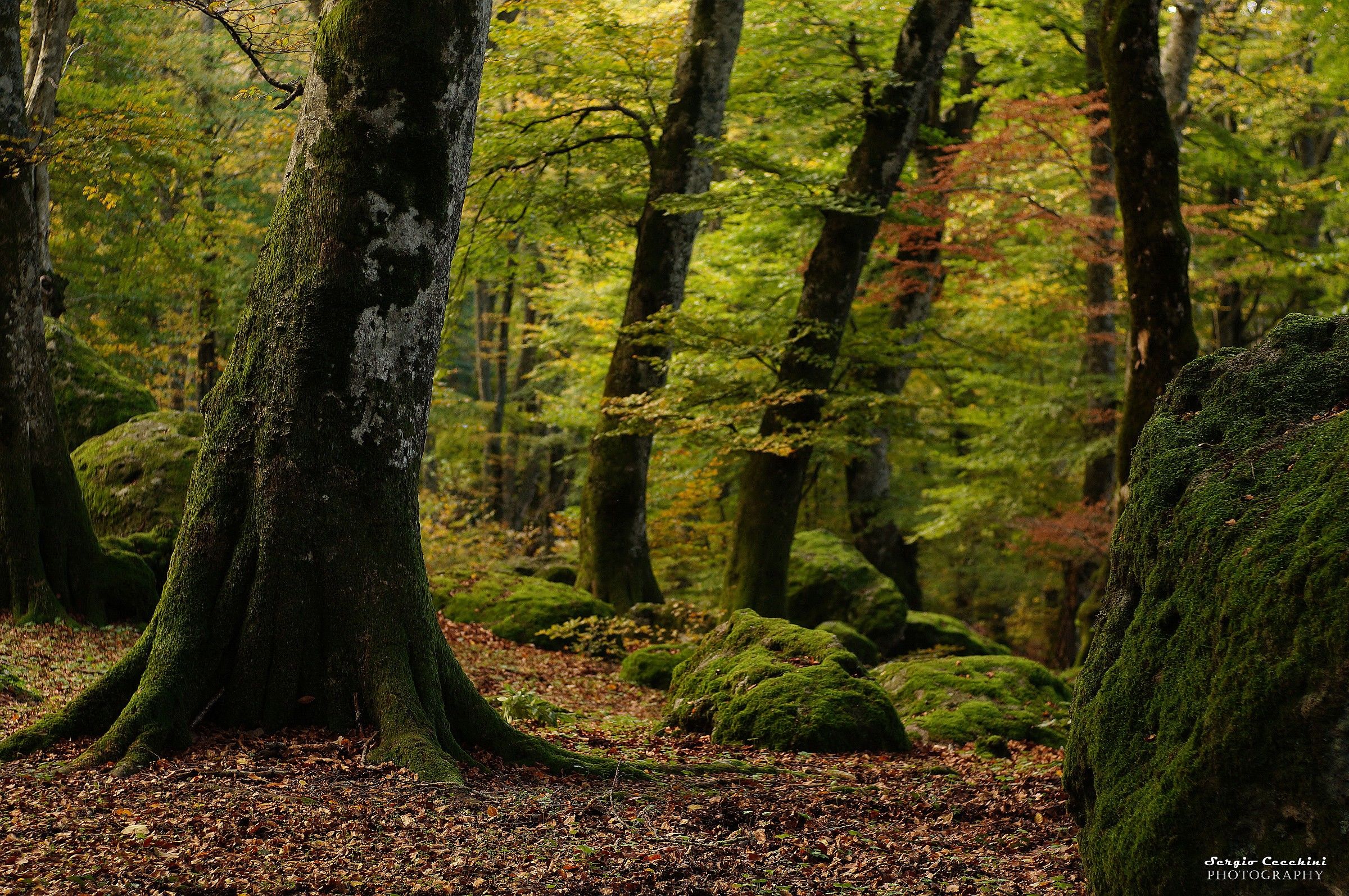 The Beech forest in autumn
